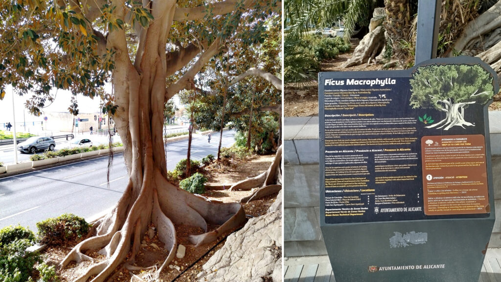 FICUS-MURALLA-1-1024x576-1.jpg